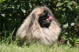 PEKINOIS 167